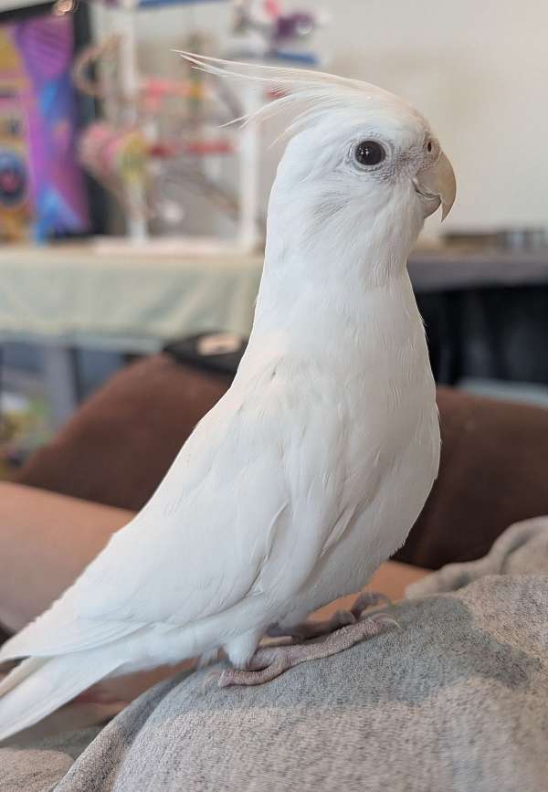 albino-lutino-companion-bird-for-sale