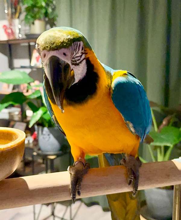 parrot-for-sale