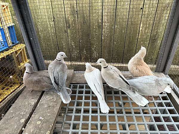 ringneck-dove-for-sale