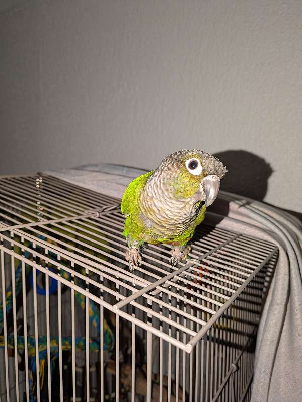 conure-for-sale-in-kingman-az