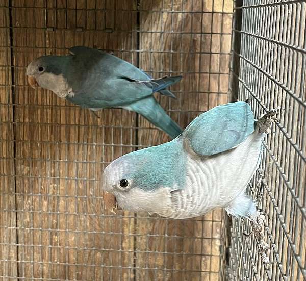 quaker-parrots-for-sale-in-dundee-fl