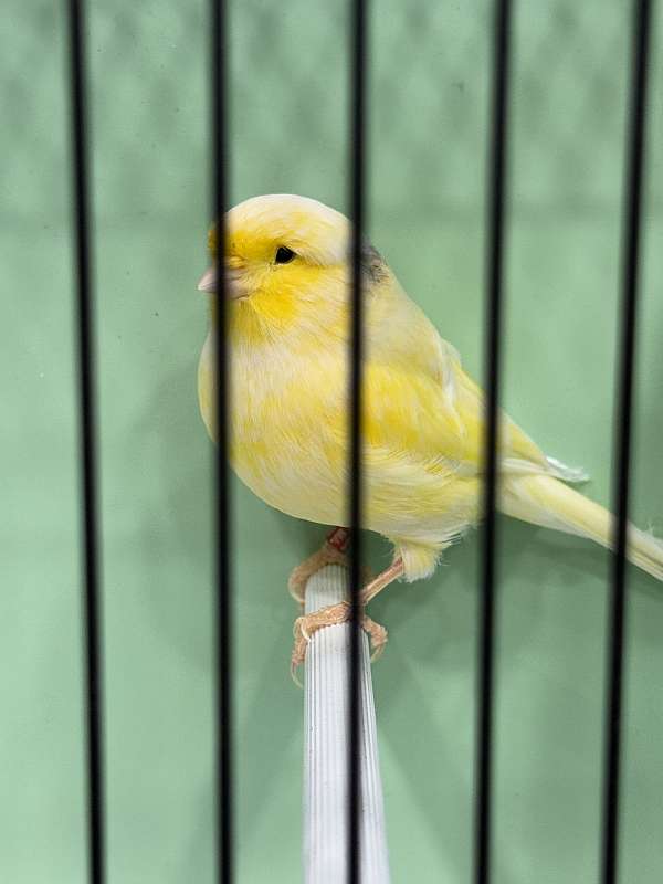 female-canary-gloster-canary-for-sale