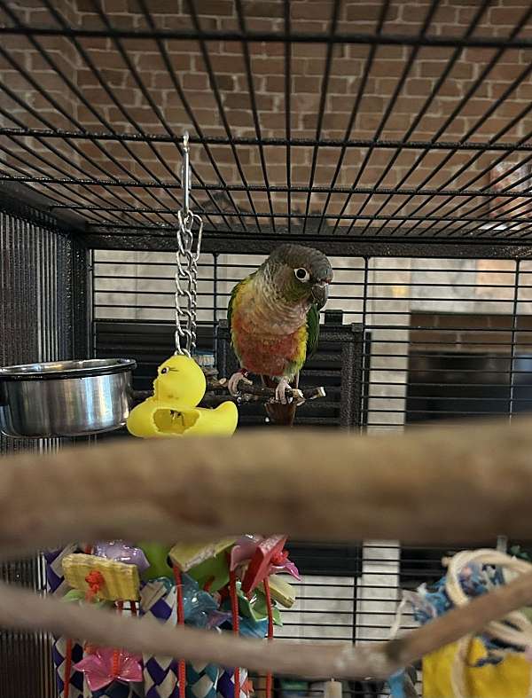 green-cheek-conure-for-sale-in-columbus-in