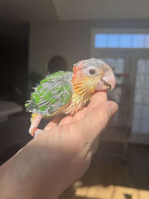 white-bellied-caique-for-sale-in-gainesville-va