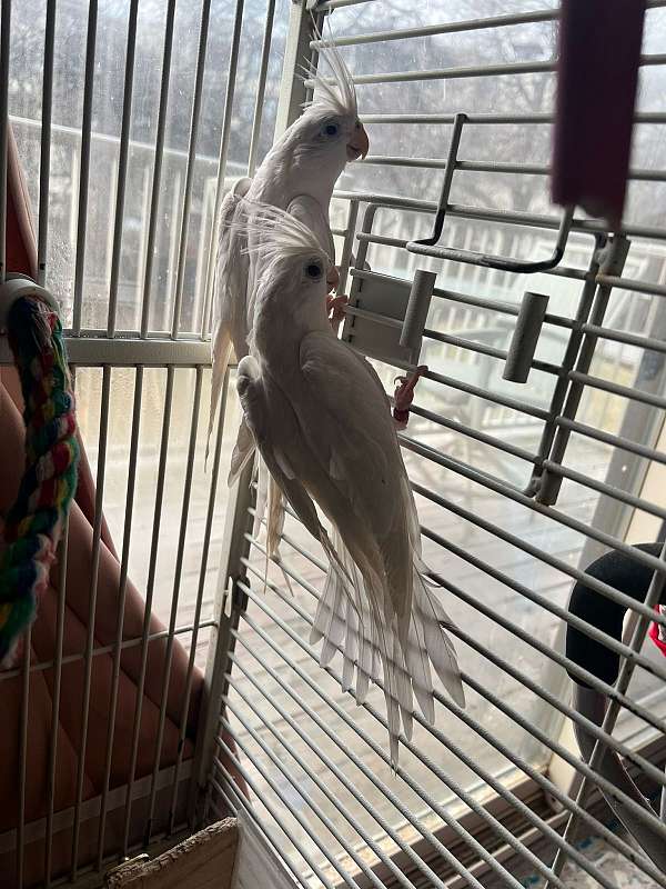 cockatiel-for-sale-in-owings-mills-md