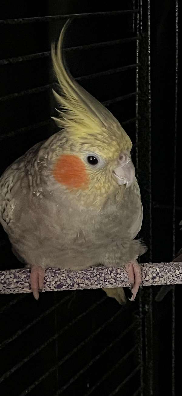 cockatiel-for-sale-in-wilmington-ca