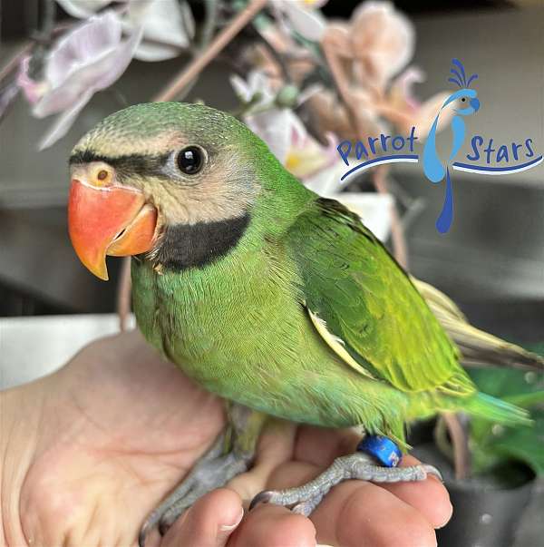 parakeet-for-sale