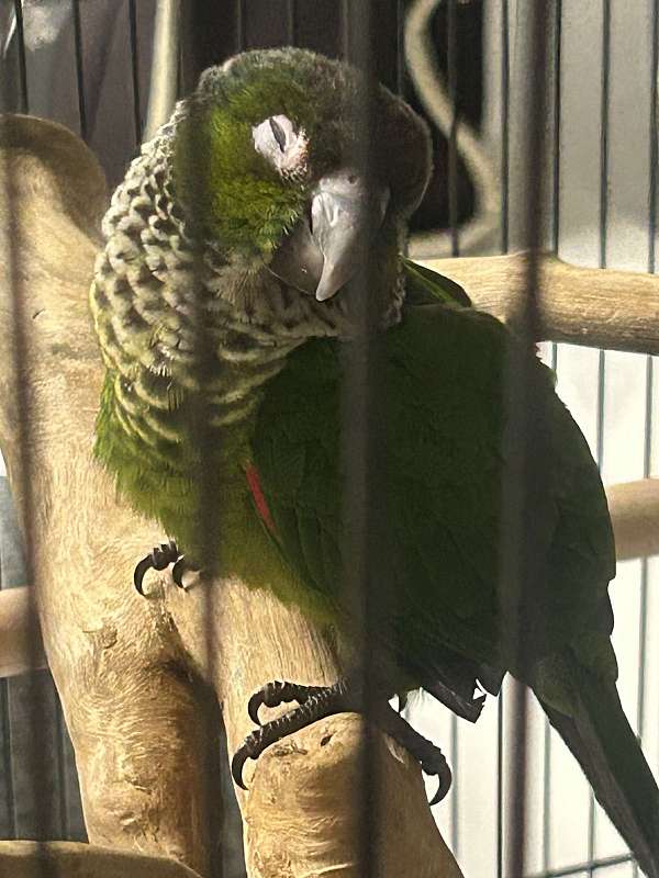 conure-for-sale-in-talking-rock-ga