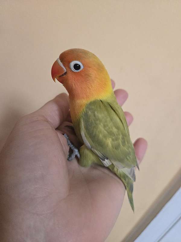 lovebird-for-sale