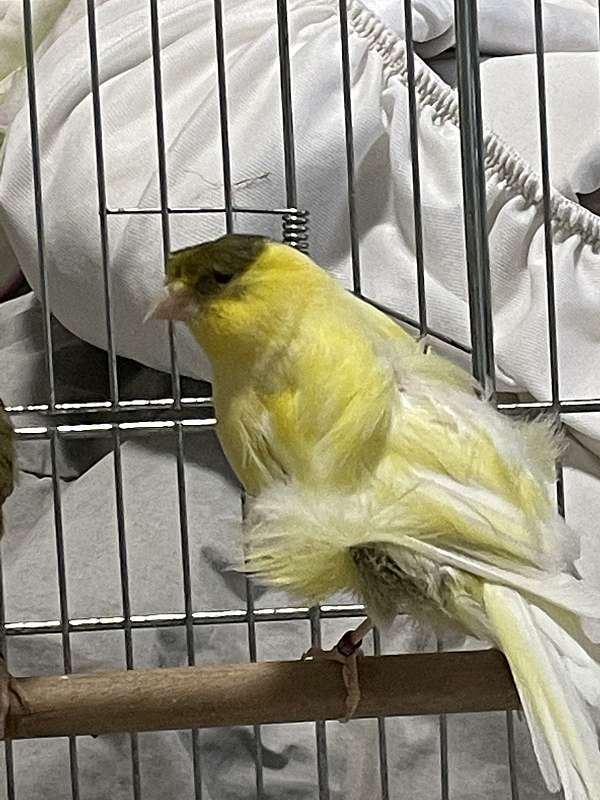 canary-for-sale