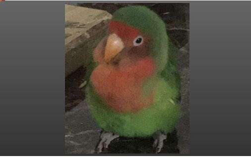 cute-playful-fischers-lovebird-for-sale