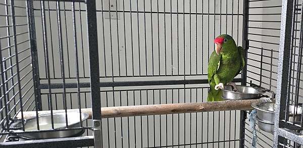 red-head-amazon-parrot-for-sale-in-monroe-oh