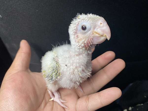 green-cheek-conure-for-sale