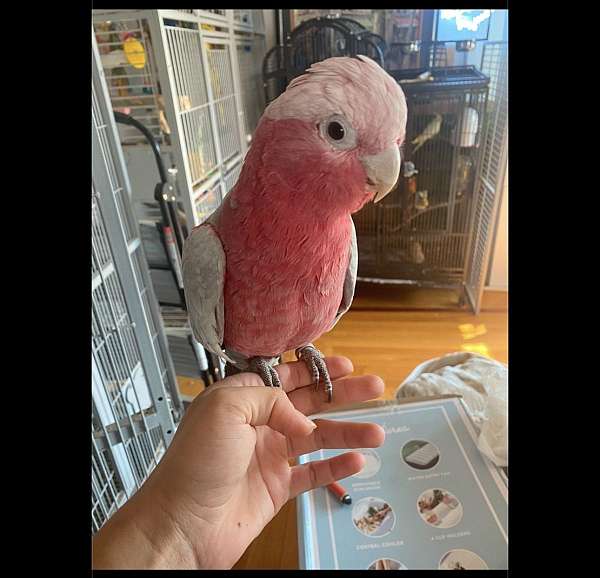 cockatoo-rose-breasted-cockatoo-for-sale-in-washington-district-of-columbia