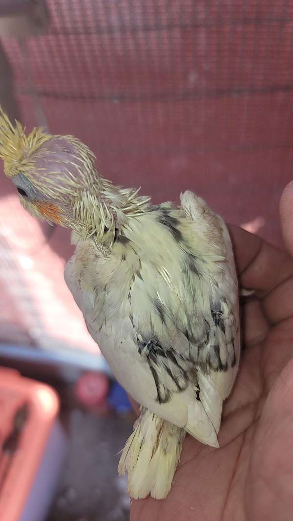 cockatiel-for-sale