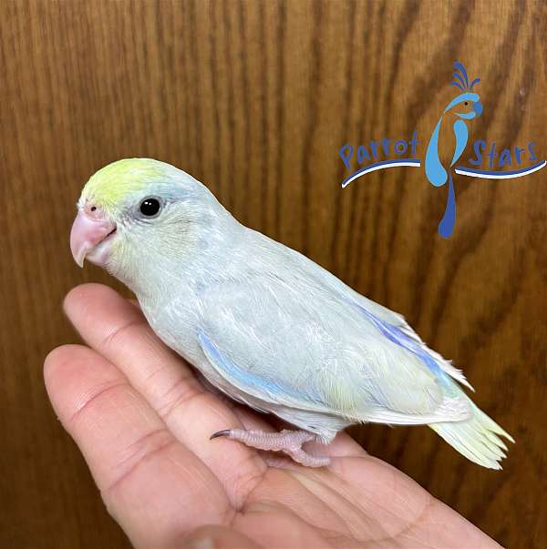 pacific-parrotlet-for-sale