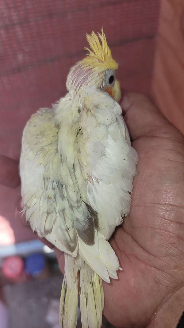 cockatiel-for-sale