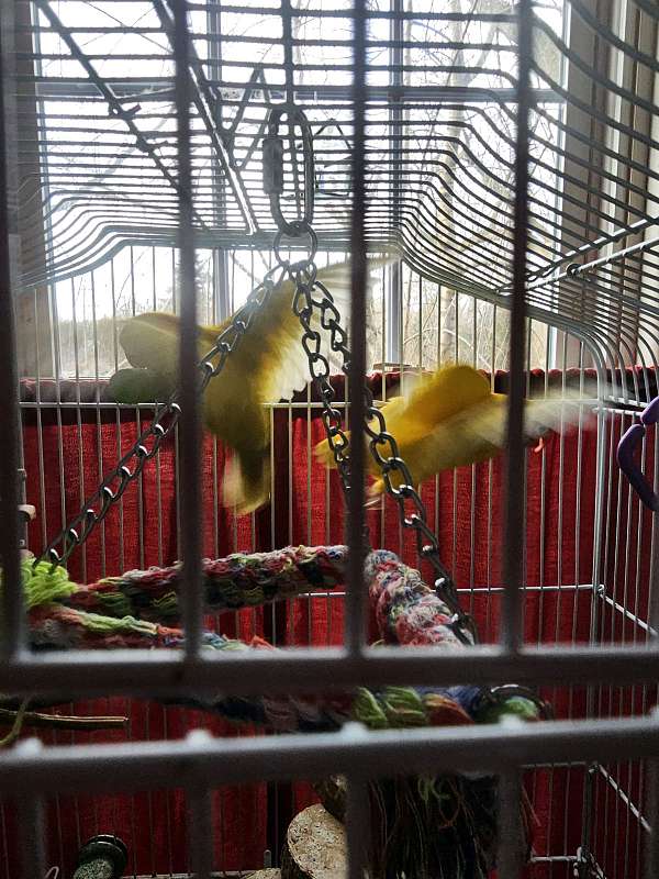 lovebird-for-sale