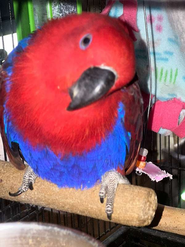 eclectus-parrots-for-sale-in-marblehead-oh