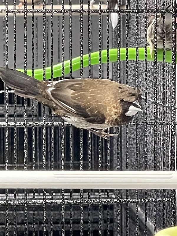 brown-white-bird-for-sale-in-portage-wi