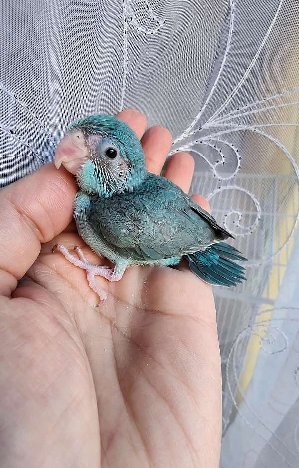 pacific-parrotlet-for-sale