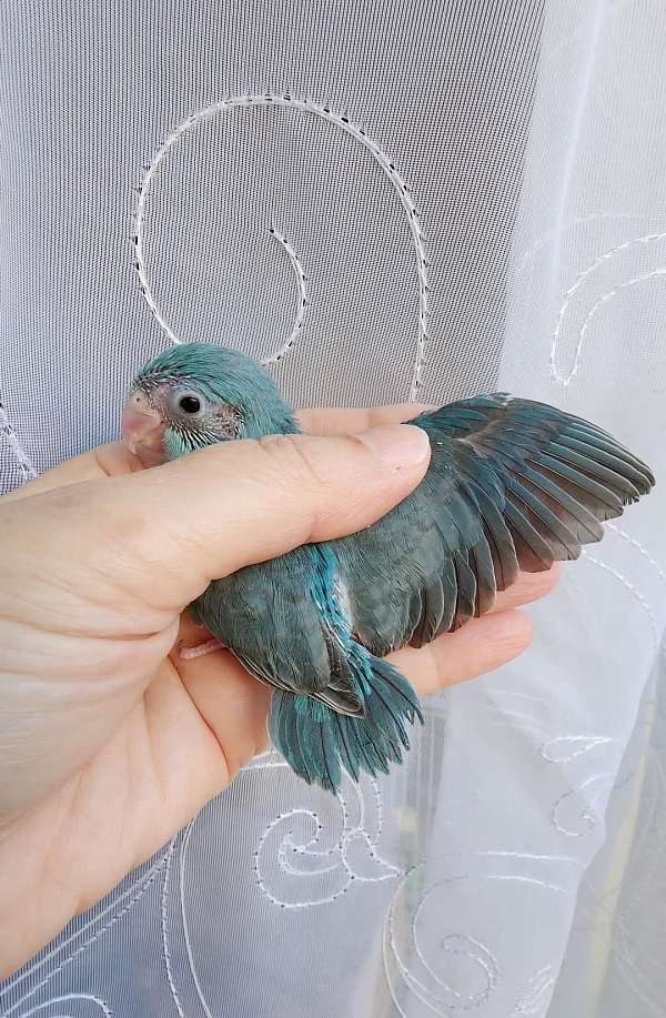 pacific-parrotlet-for-sale