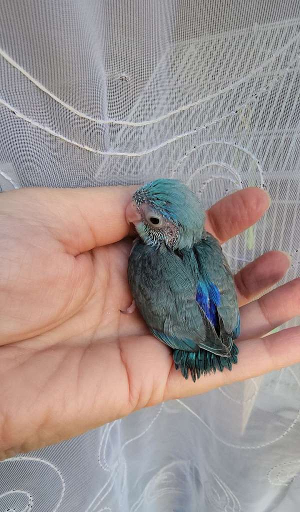 pacific-parrotlet-for-sale