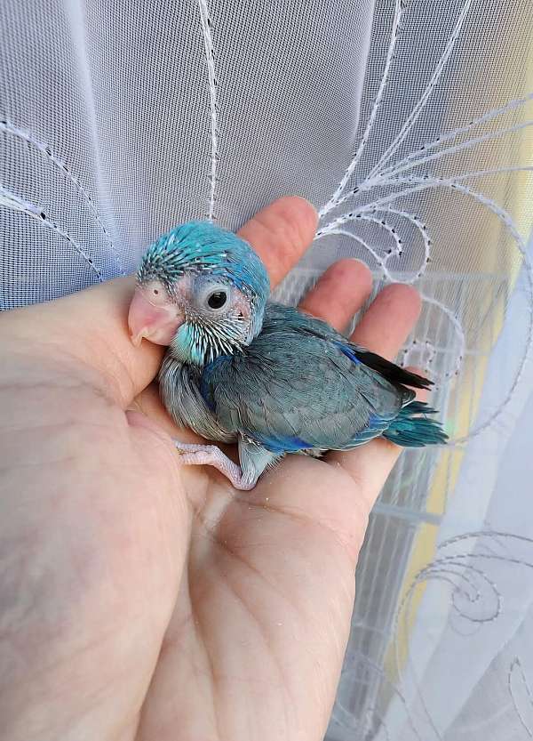 pacific-parrotlet-for-sale