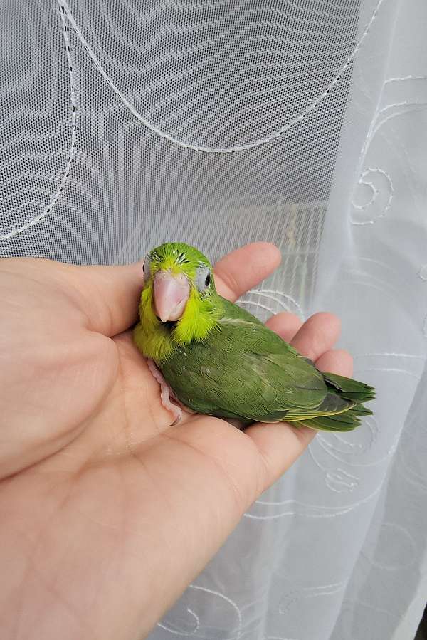 pacific-parrotlet-for-sale