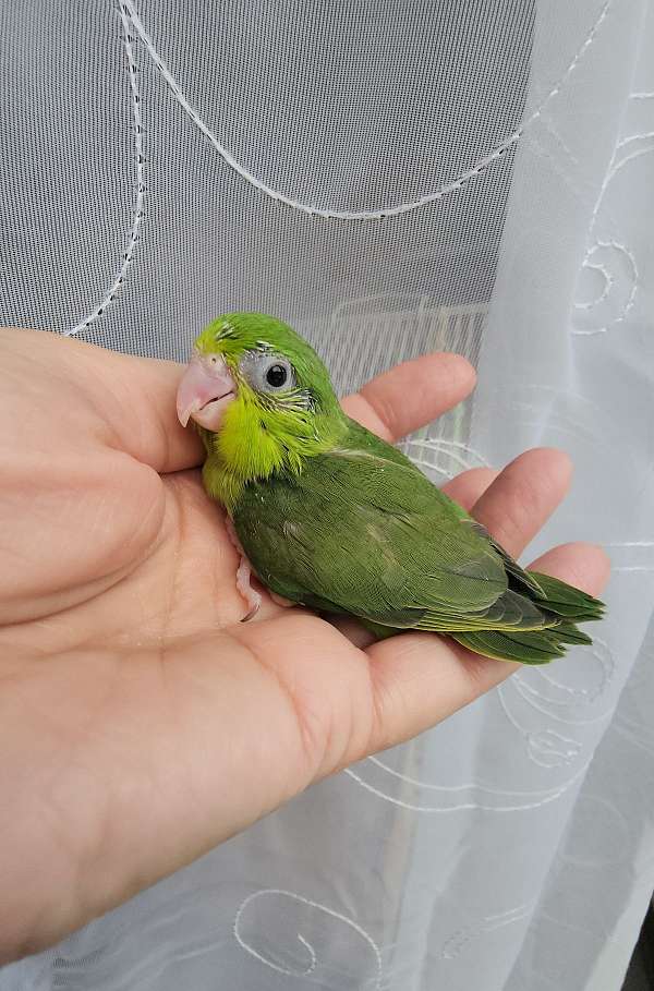 pacific-parrotlet-for-sale