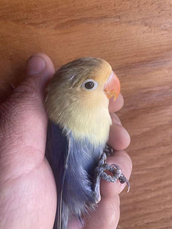 lovebird-for-sale