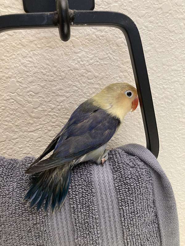 young-lovebird-for-sale