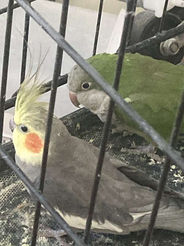 rose-cockatiel-parrot-for-sale