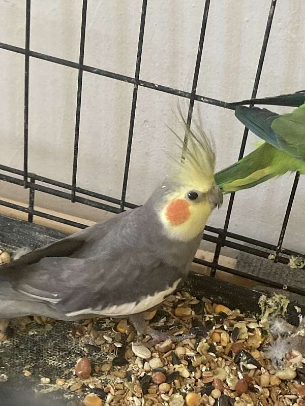 cockatiel-parrot-for-sale-in-bronx-ny