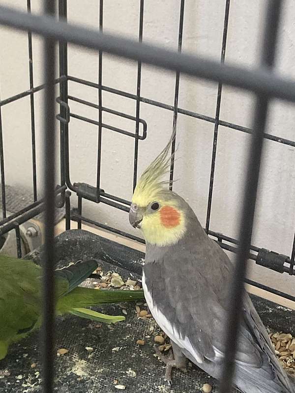 small-cockatiel-parrot-for-sale