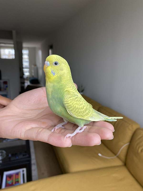 budgerigar-parakeet-for-sale