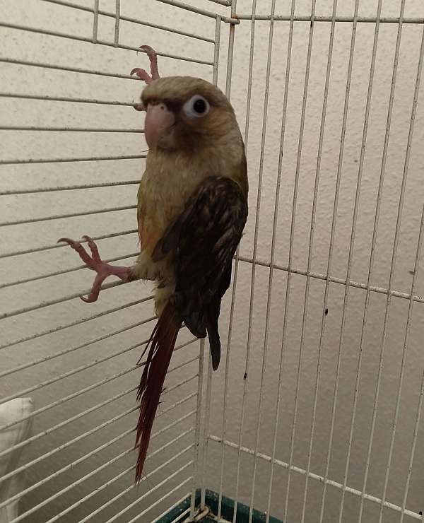 cinnamon-green-bird-for-sale-in-cleveland-tx