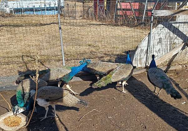 blue-green-peacock-for-sale