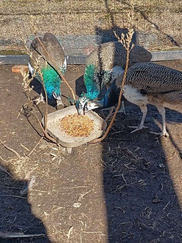 blue-green-bird-for-sale