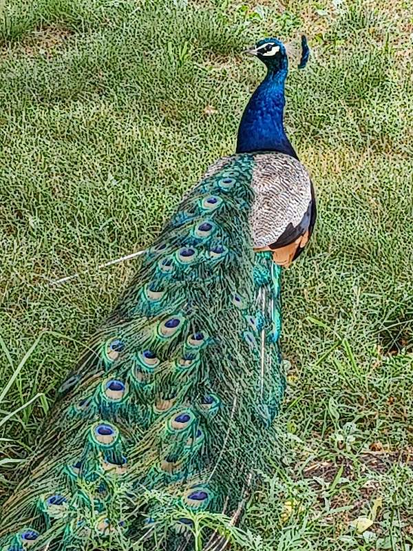 large-blue-green-bird-for-sale