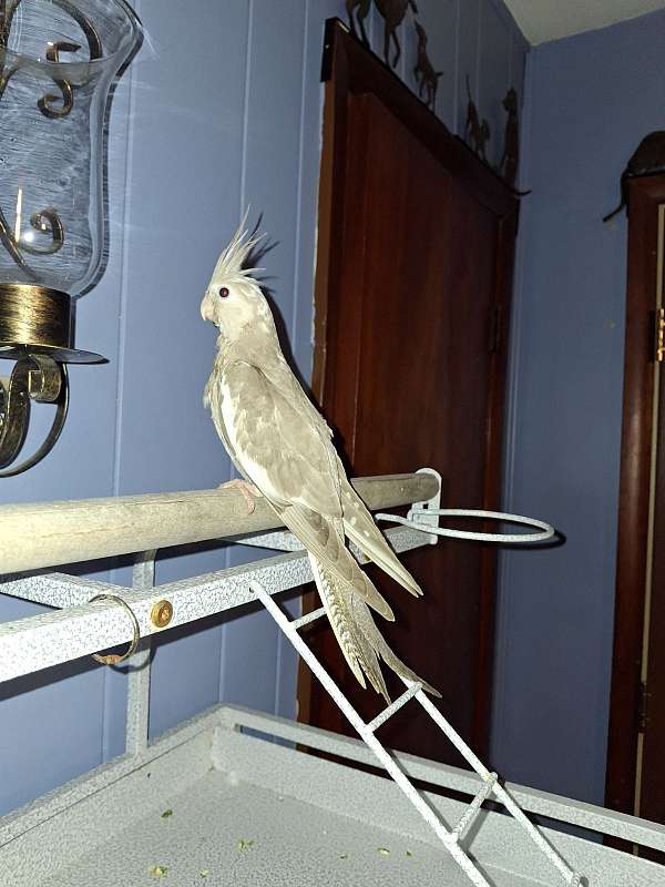 cockatiel-for-sale-in-middletown-oh