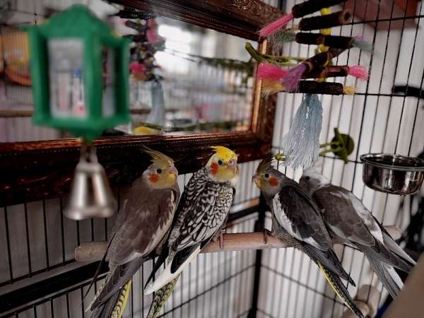 cockatiel-for-sale