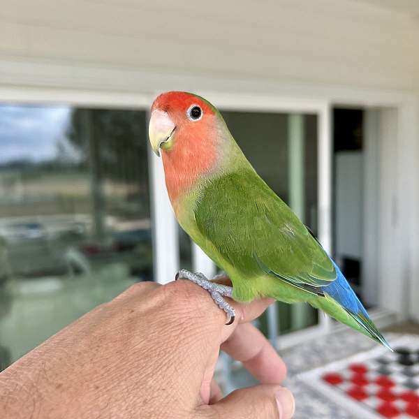 peach-faced-lovebird-for-sale-in-lake-city-fl