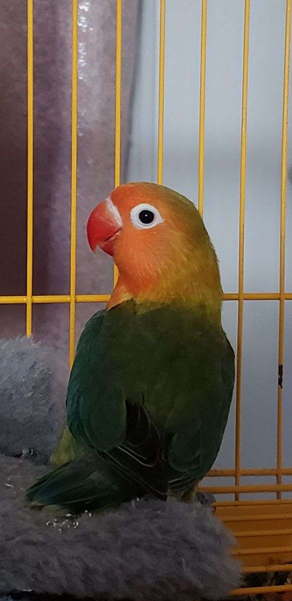 fischers-lovebird-for-sale-in-mount-airy-nc