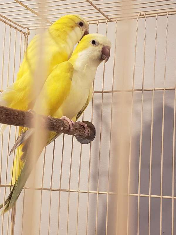 quaker-parrots-for-sale-in-mount-airy-nc