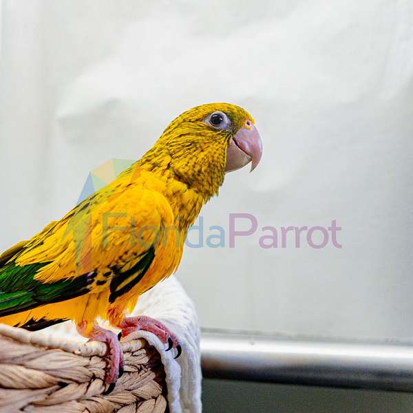 singing-golden-conure-for-sale