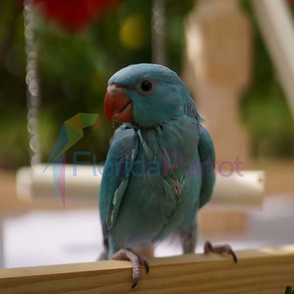 parrot-for-sale