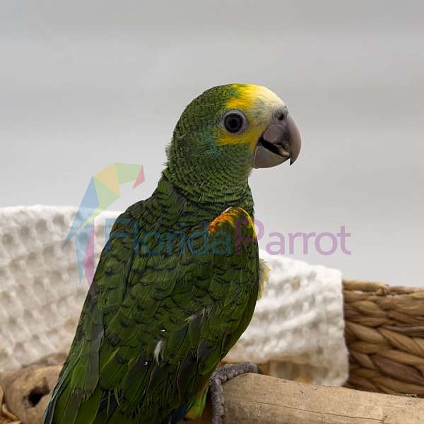 fancy-yellow-shoulder-amazon-parrot-for-sale