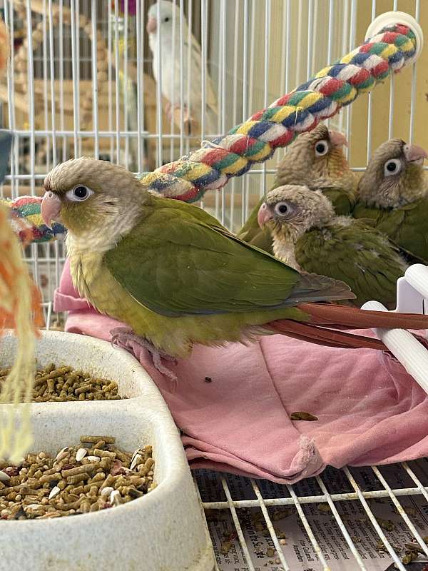 green-cheek-conure-for-sale