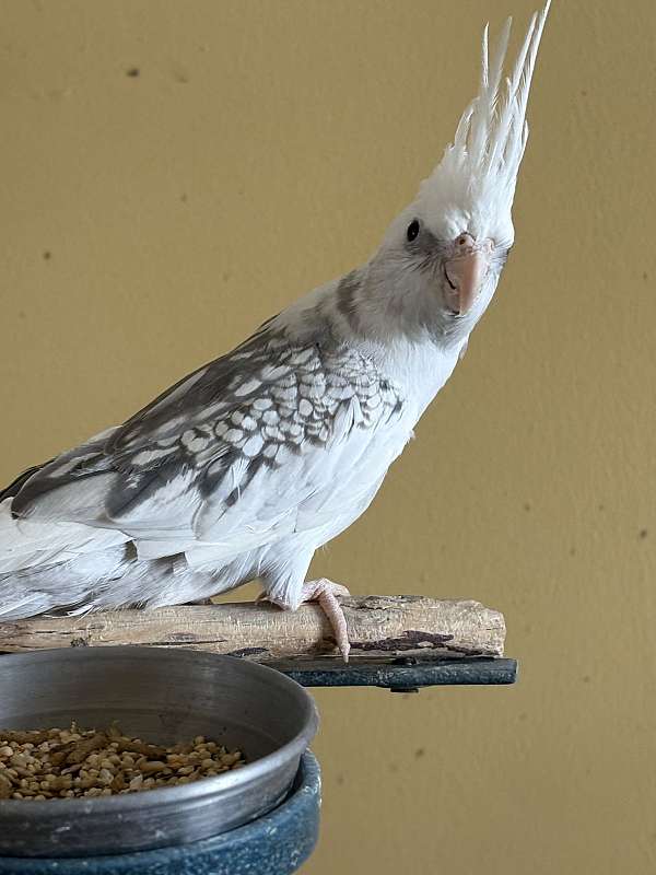 cockatiel-for-sale-in-greenfld-ctr-ny